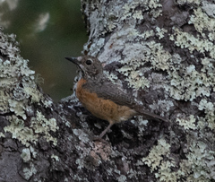 Monticola angolensis