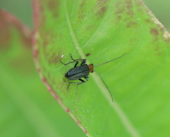 Oedemera croceicollis