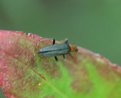 Oedemera croceicollis
