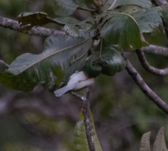 Eremomela scotops