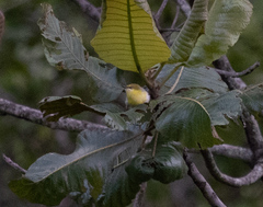 Eremomela scotops