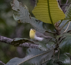 Eremomela scotops
