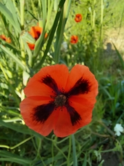 Papaver dubium stevenianum