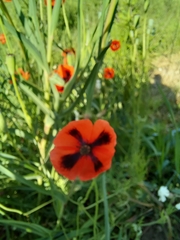 Papaver dubium stevenianum