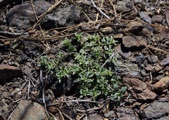 Penstemon purpusii