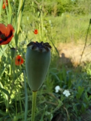 Papaver dubium stevenianum
