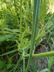 Papaver dubium stevenianum