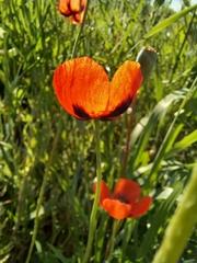 Papaver dubium stevenianum