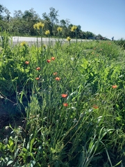 Papaver dubium stevenianum
