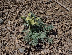 Lomatium dasycarpum tomentosum