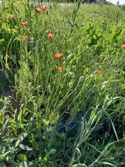 Papaver dubium stevenianum