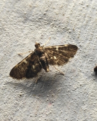 Piletocera sodalis
