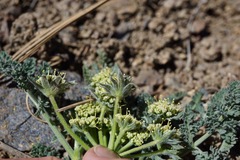 Lomatium dasycarpum tomentosum