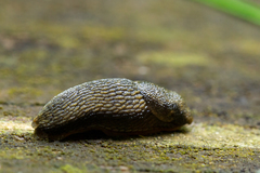 Arion distinctus