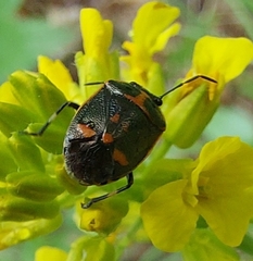 Eurydema oleracea