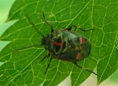 Eurydema oleracea