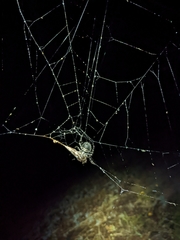 Araneus andrewsi