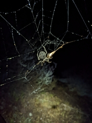 Araneus andrewsi