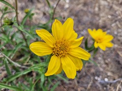 Helianthus cusickii