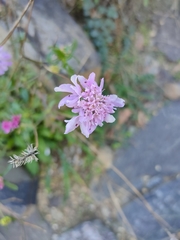 Sixalix atropurpurea