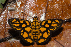 Odina hieroglyphica ortina