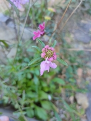 Sixalix atropurpurea