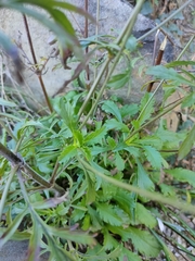 Sixalix atropurpurea