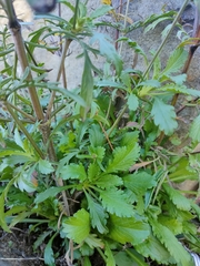 Sixalix atropurpurea