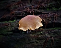 Gymnopilus eucalyptorum