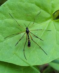 Ptychoptera contaminata