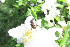 Blitopertha lineolata