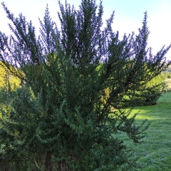 Coprosma linariifolia