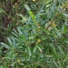 Coprosma linariifolia