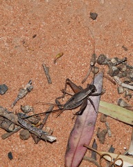 Eurepa marginipennis