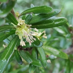 Coprosma linariifolia