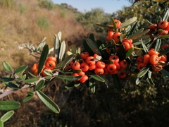 Pyracantha angustifolia