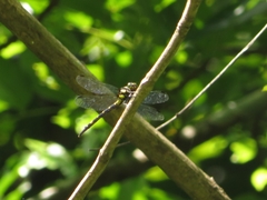 Macrogomphus wynaadicus