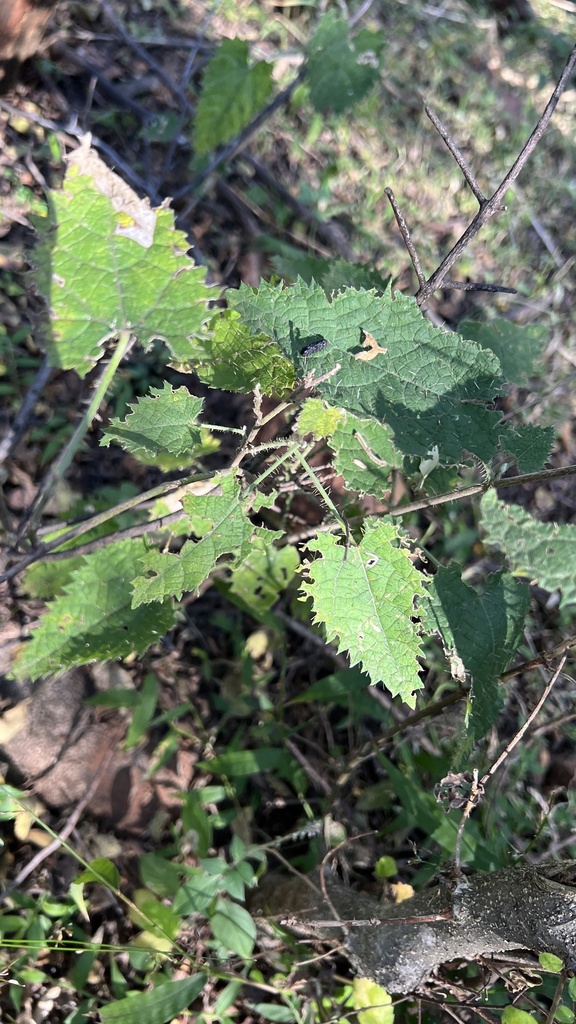 Tragia prionoides