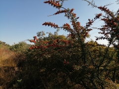 Pyracantha angustifolia