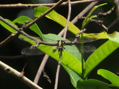 Macrogomphus wynaadicus