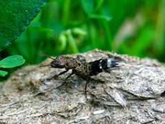 Ontholestes haroldi