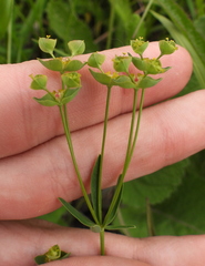 Euphorbia microcarpa