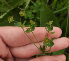 Euphorbia microcarpa