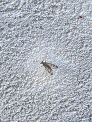 Rhagio atlanticus