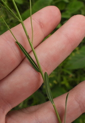 Euphorbia microcarpa