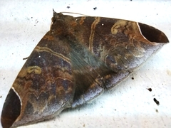 Pindara illibata