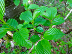 Rhamnus fallax