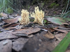 Ramaria lorithamnus