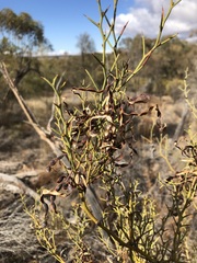 Acacia continua