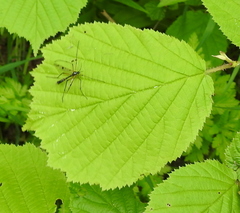 Ptychoptera contaminata